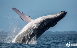 多米尼克旅游指南：多米尼克的抹香鲸