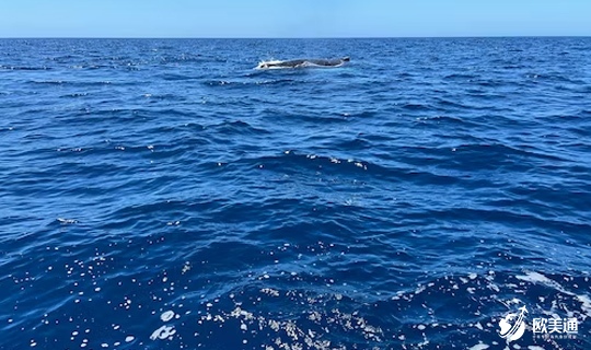 多米尼克海洋保护区2